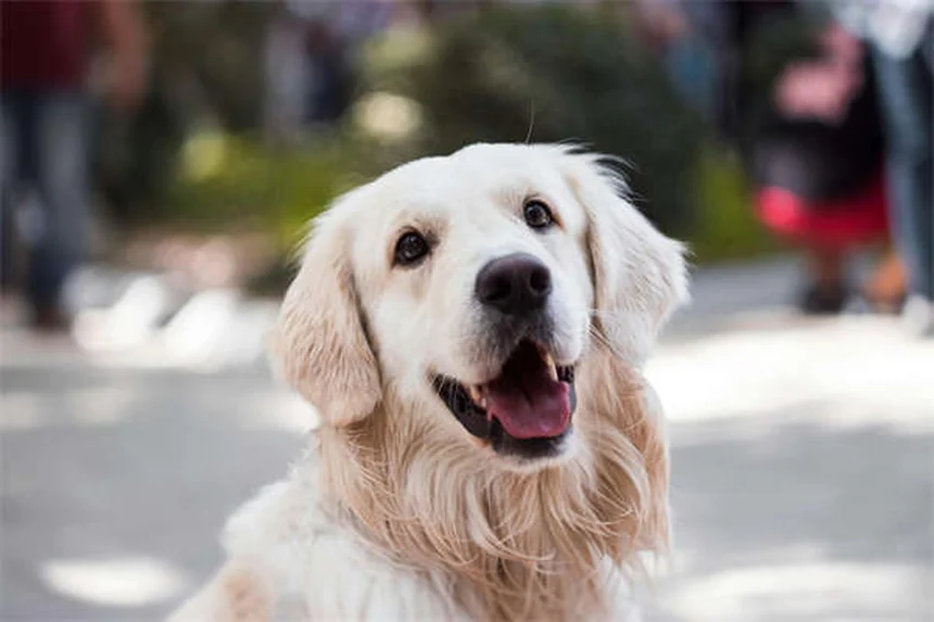 犬を自然に落ち着かせる10の方法｜ストレス解消テクニック