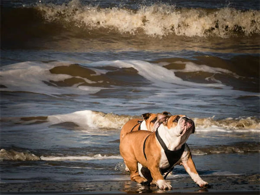 犬を自然に落ち着かせる10の方法｜ストレス解消テクニック