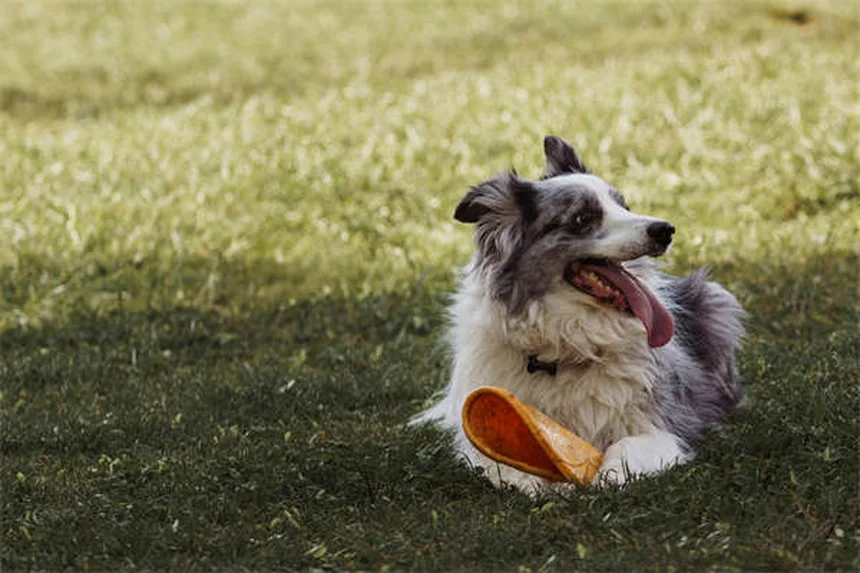 犬が唸る理由とは？プロが教える正しい対処法5選