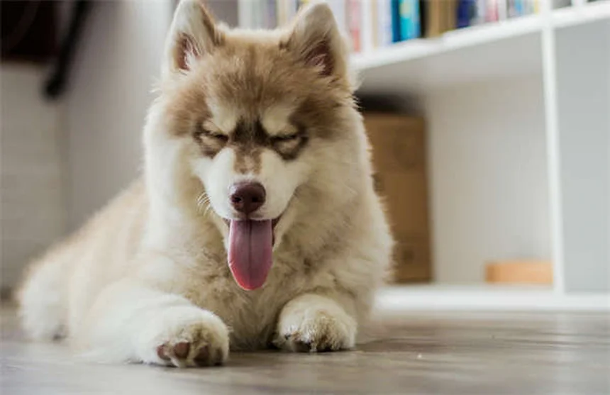 犬が唸る理由とは？プロが教える正しい対処法5選