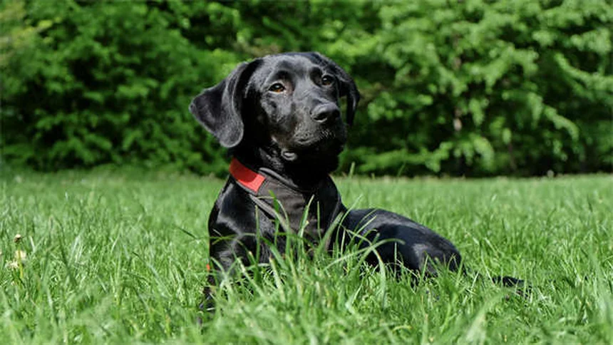 犬の仲良し作戦！初対面で失敗しない5つのコツ