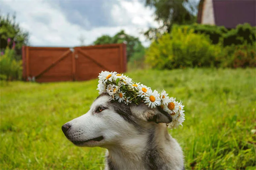 犬の不安解消に効果的な7つの鎮静方法【獣医師推奨】