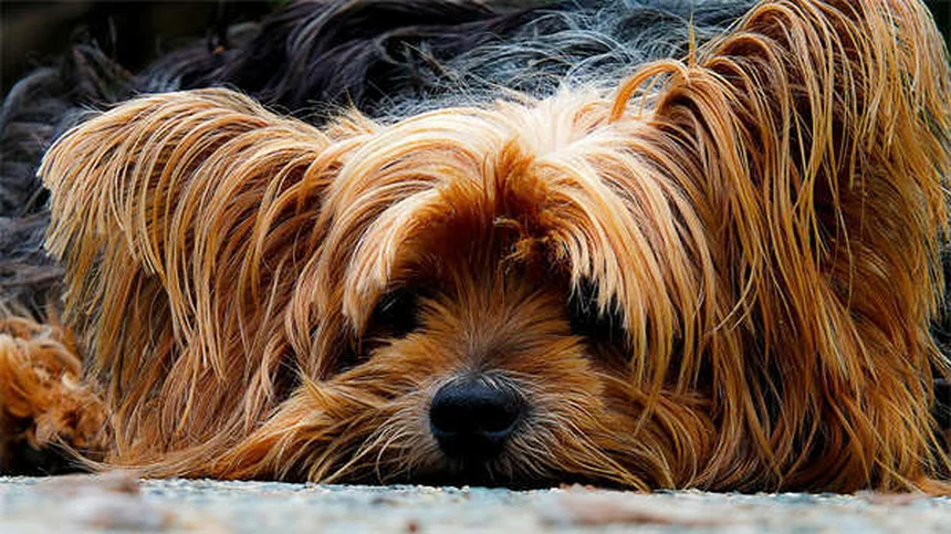 犬の不安解消に効果的な7つの鎮静方法【獣医師推奨】