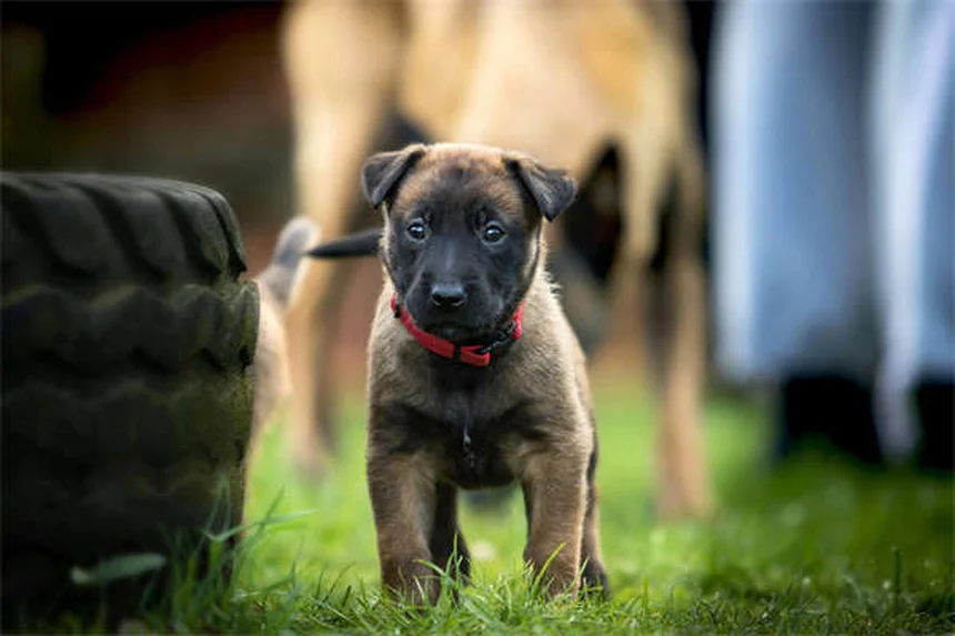 犬のノミ退治完全ガイド｜プロが教える効果的な駆除方法