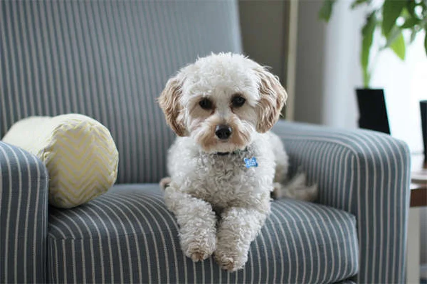 犬のノミ退治完全ガイド｜プロが教える効果的な駆除方法