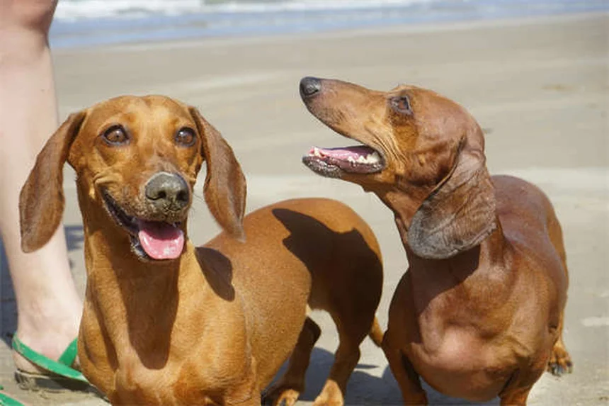 犬のノミ退治完全ガイド｜プロが教える効果的な駆除方法