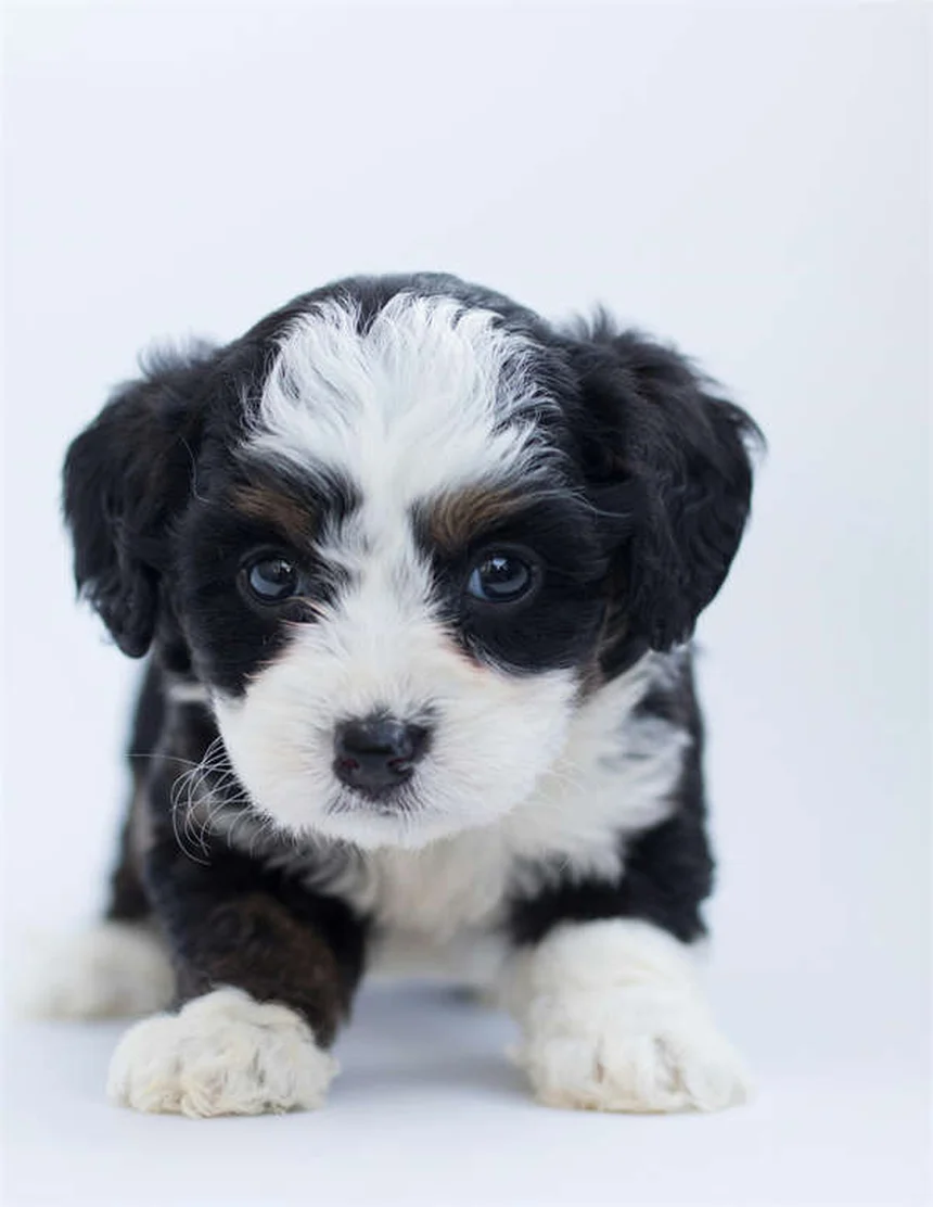 犬が草を食べる理由とは？専門家が解説する7つの真実