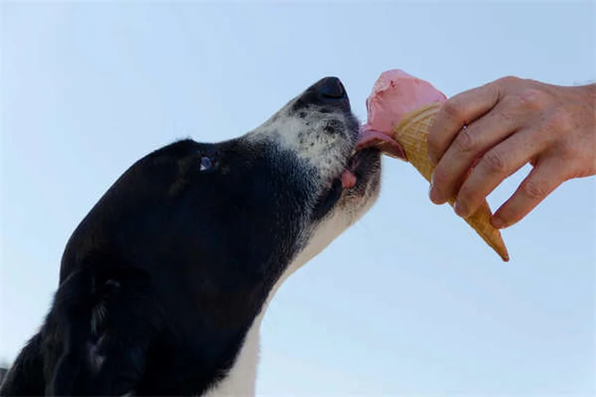 犬が草を食べる理由とは？専門家が解説する7つの真実