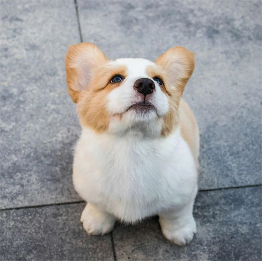 愛犬の適正フード量を年齢別に解説！プロが教える食事管理のコツ