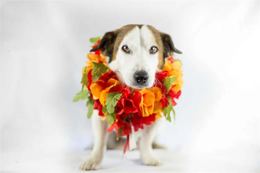 愛犬の適正フード量を年齢別に解説！プロが教える食事管理のコツ