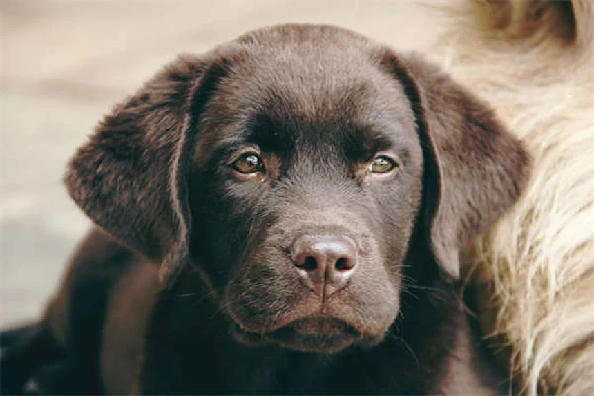 愛犬の適正フード量を年齢別に解説！プロが教える食事管理のコツ