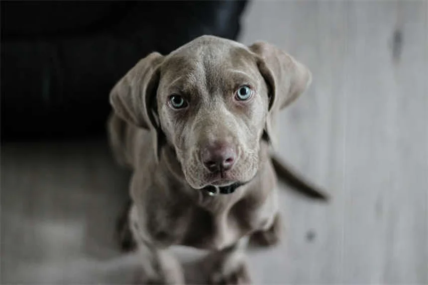 犬のソテツ中毒とは？症状と対処法を獣医が解説