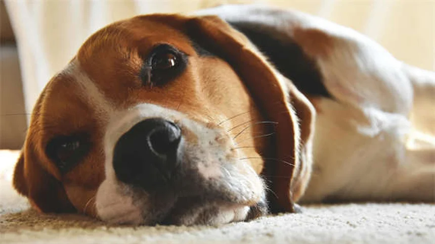 犬にペプトビスモルを与えても大丈夫？獣医が教える正しい使い方