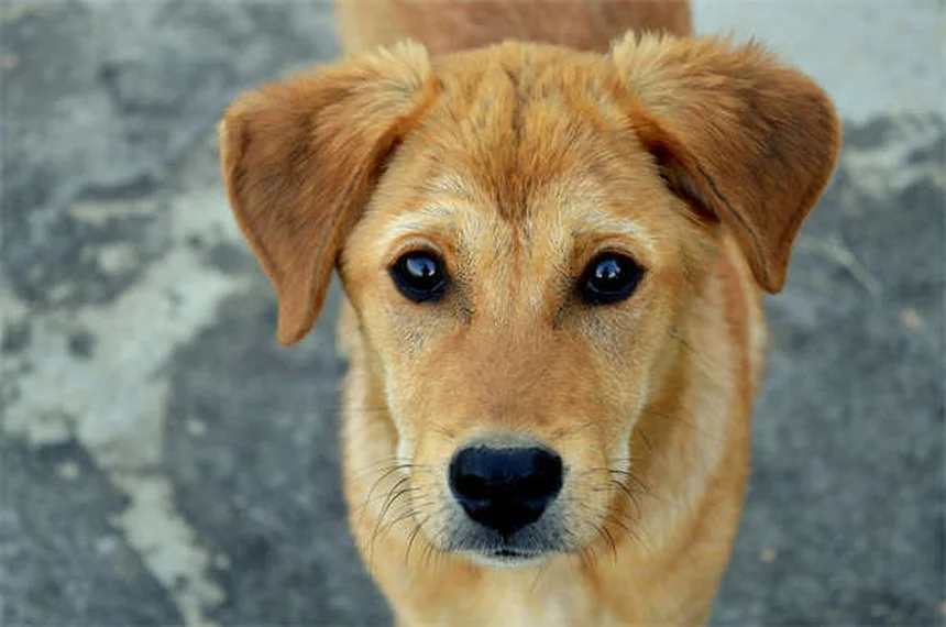犬にペプトビスモルを与えても大丈夫？獣医が教える正しい使い方
