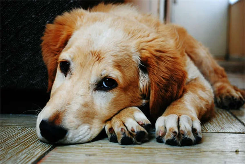 犬にペプトビスモルを与えても大丈夫？獣医が教える正しい使い方