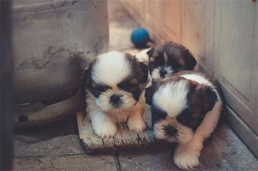 ライオンヘッドラビットの飼い方｜特徴から健康管理まで完全ガイド
