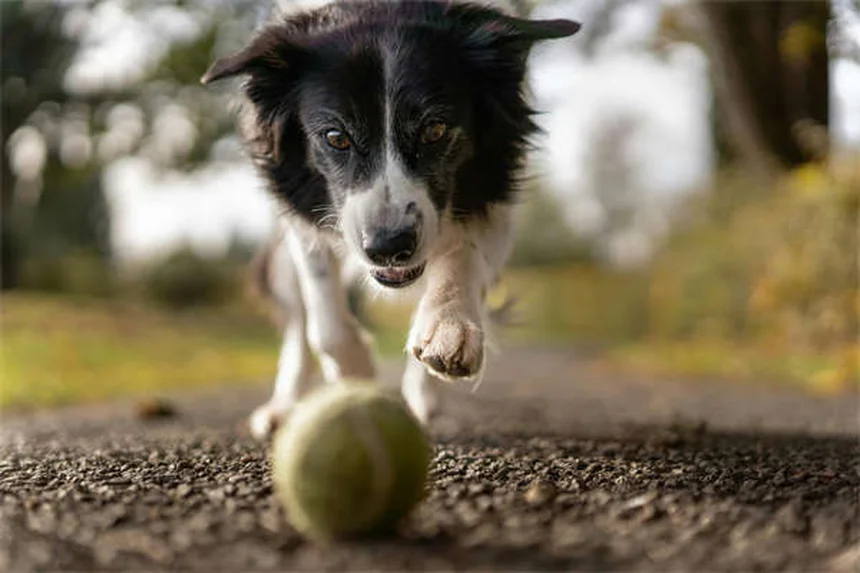 愛犬と安全に楽しむ夏バーベキューの7つのコツ
