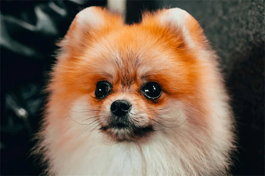 愛犬と安全に楽しむ夏バーベキューの7つのコツ