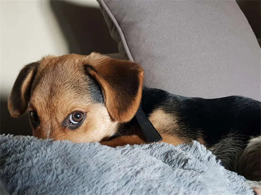 愛犬と安全に楽しむ夏バーベキューの7つのコツ