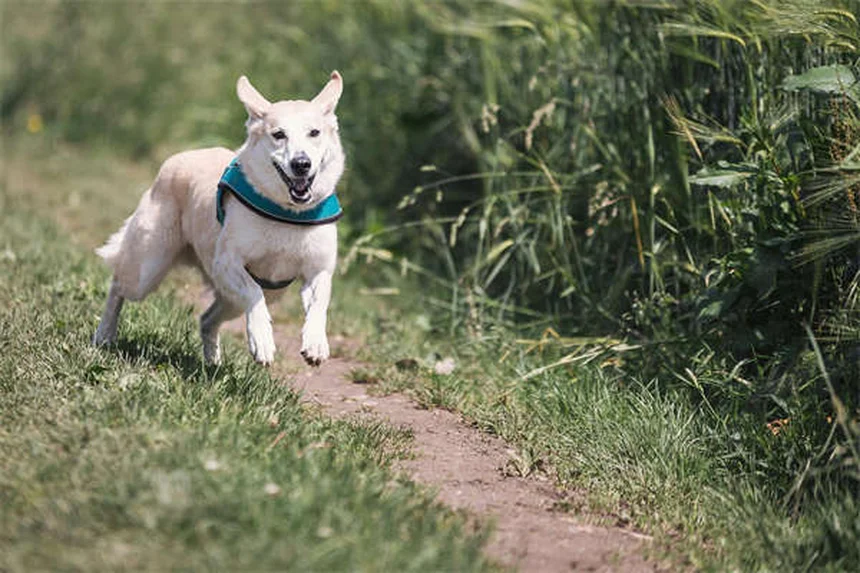 シニア犬のケア方法｜愛犬の老後を幸せにする7つの秘訣